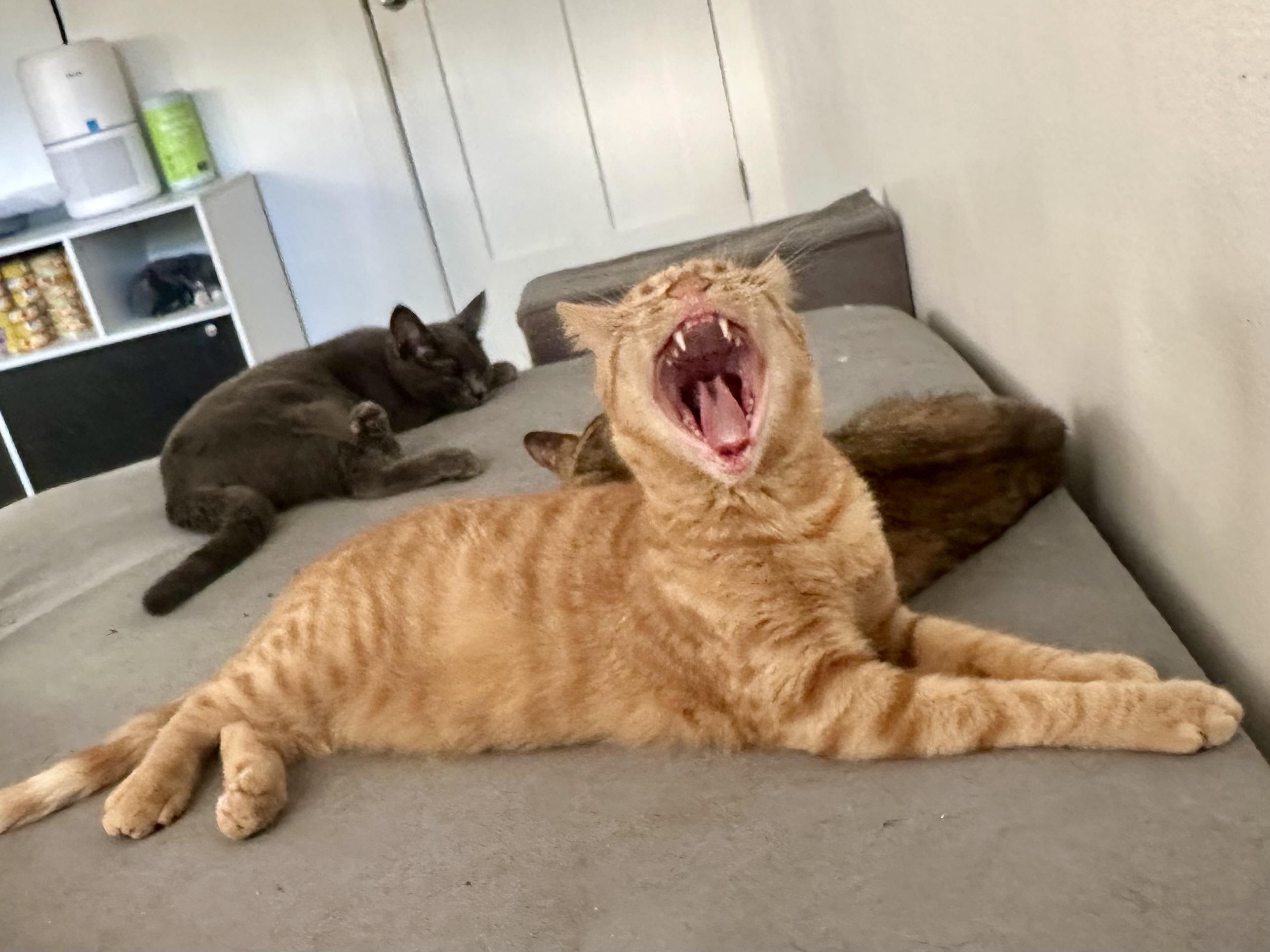 Poppy & Creek (bonded siblings)