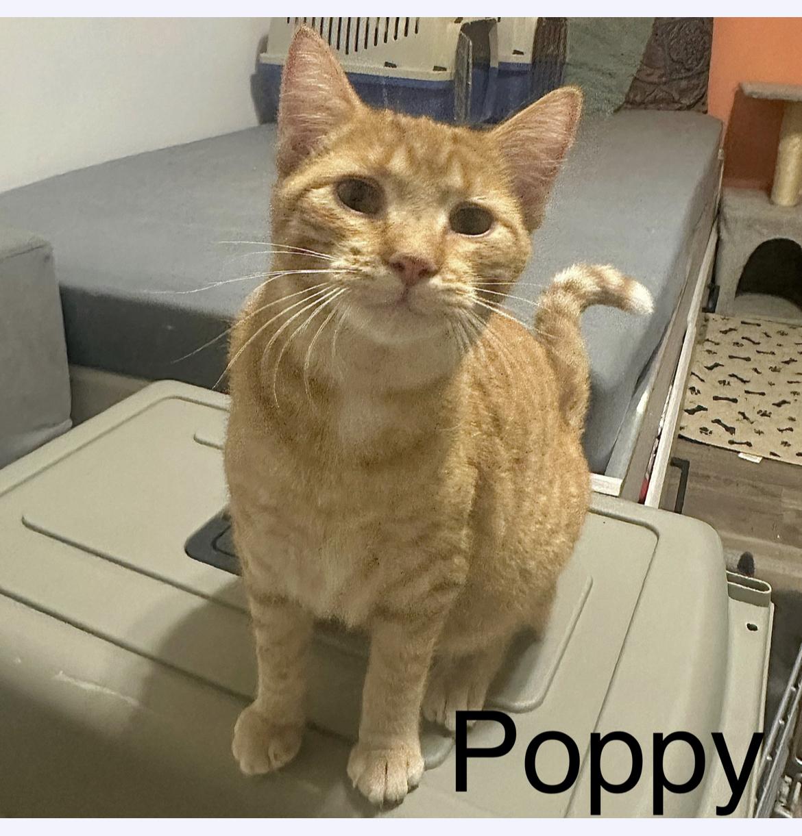 Poppy & Creek (bonded siblings)