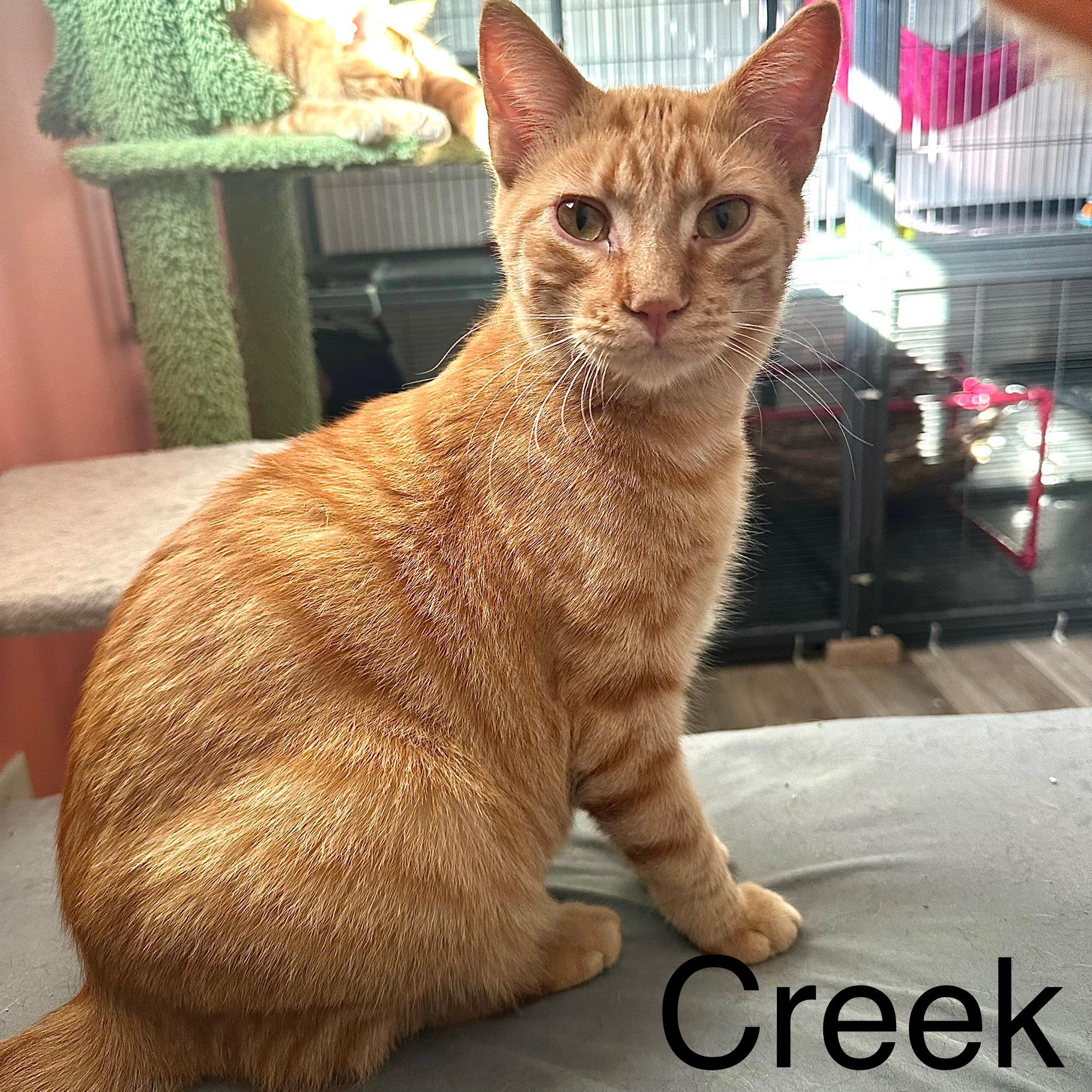 Poppy & Creek (bonded siblings)