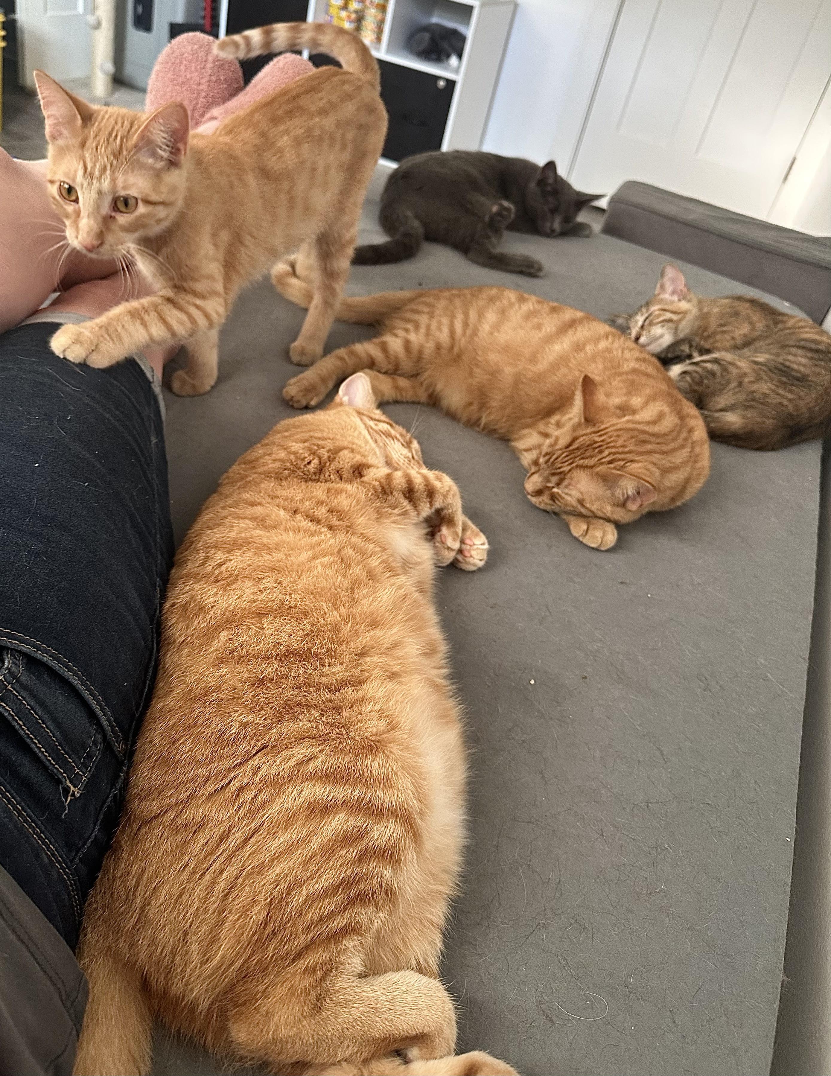 Poppy & Creek (bonded siblings)