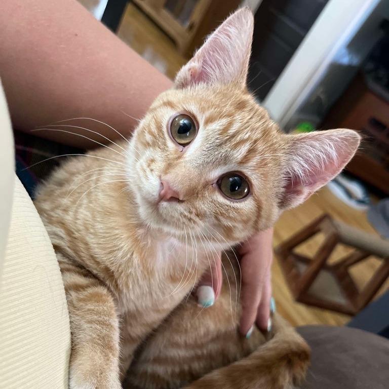 Poppy & Creek (bonded siblings)