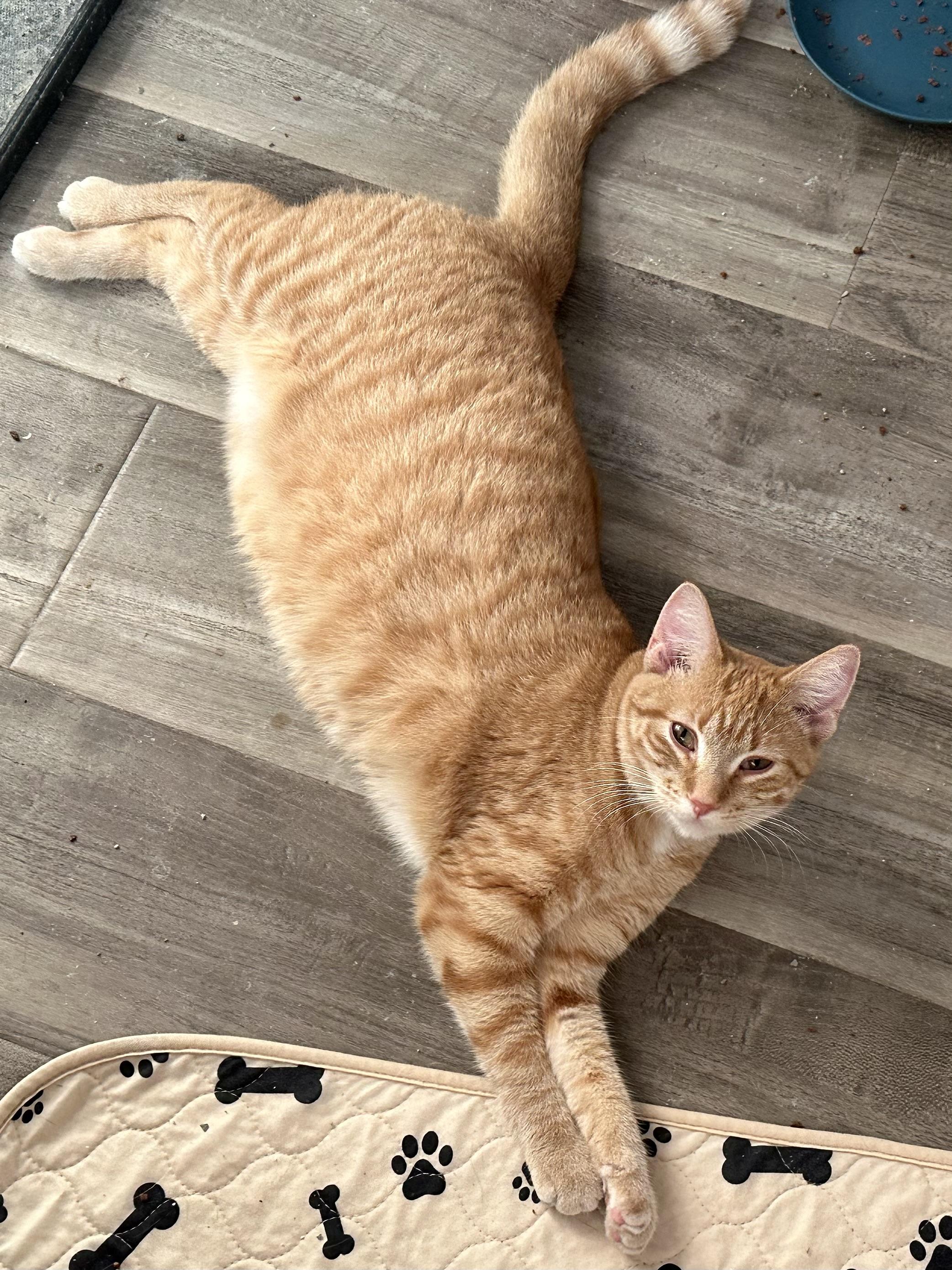 Poppy & Creek (bonded siblings)