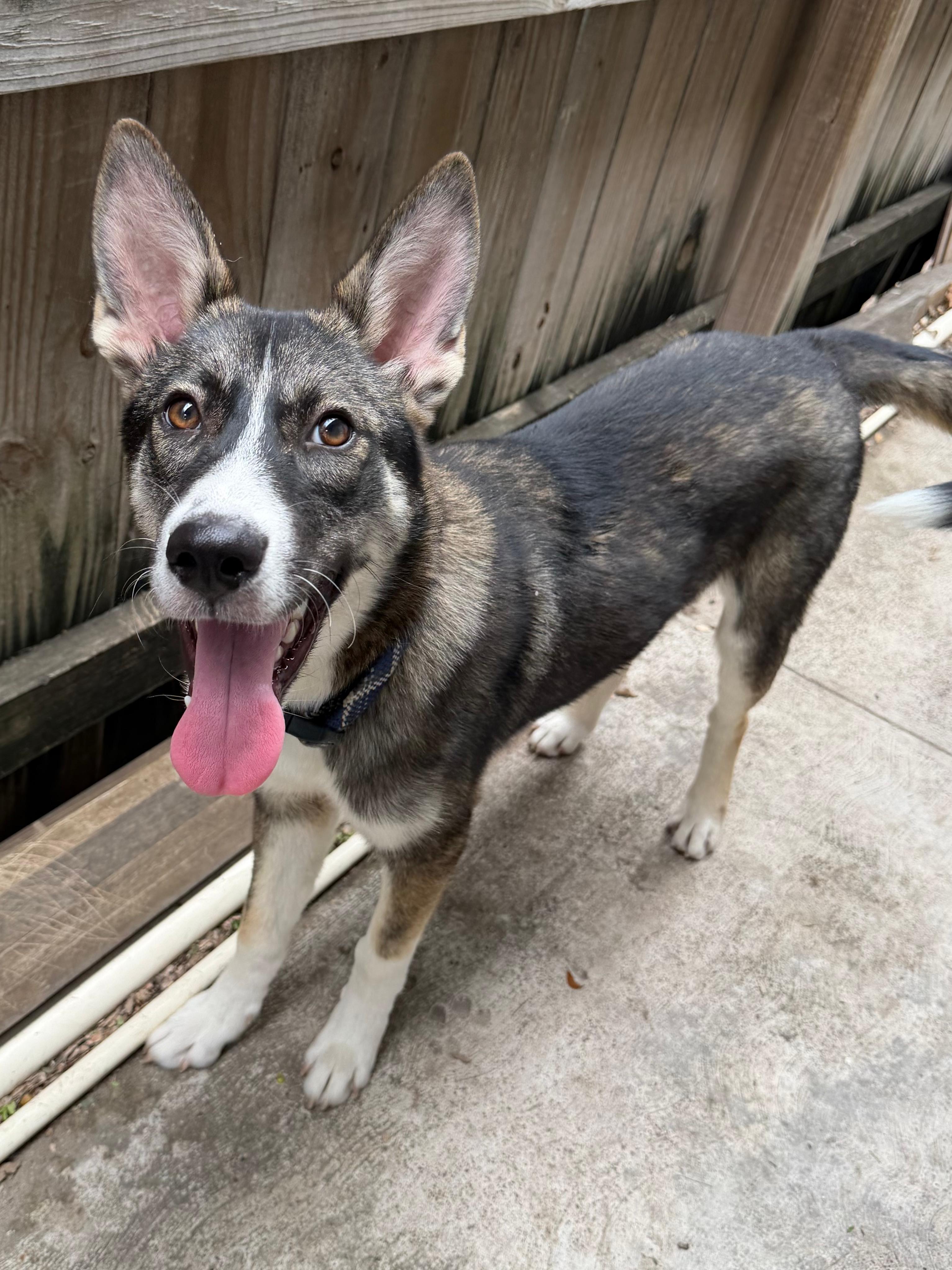 Makio, Adoptable, Puppy Male German Shepherd Dog & Husky.