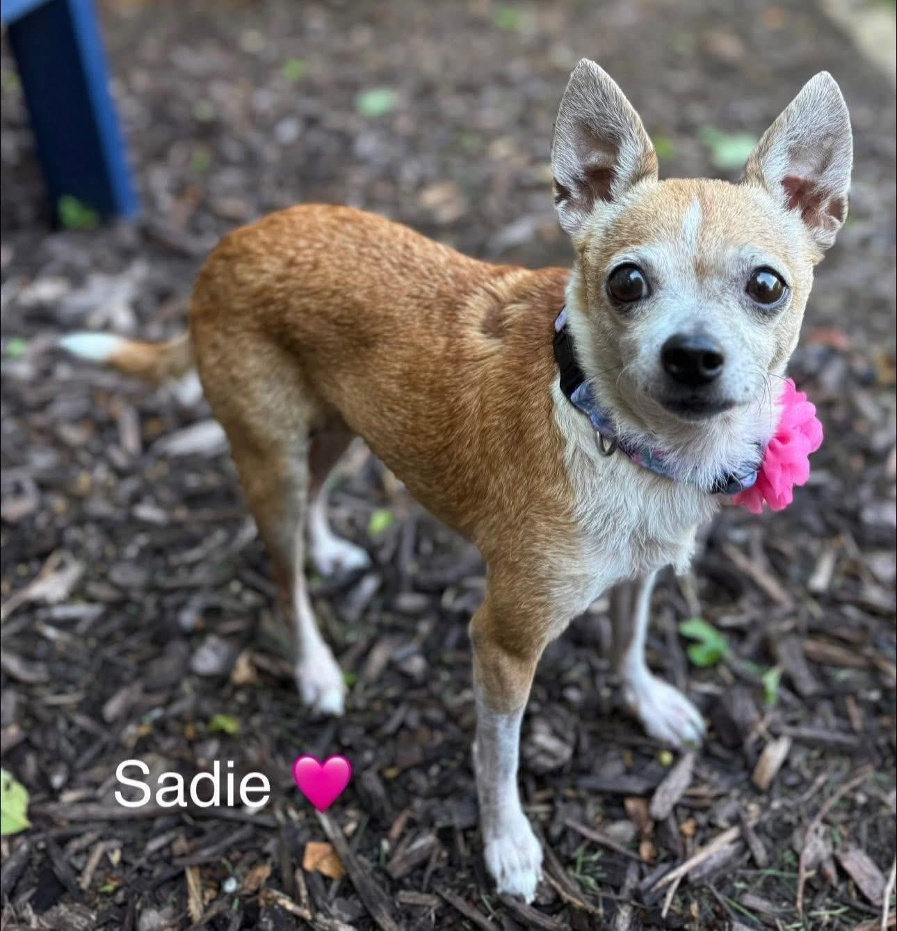 Enlarge Sadie, a Adoptable Chihuahua in Rockwall, TX image 2/4
