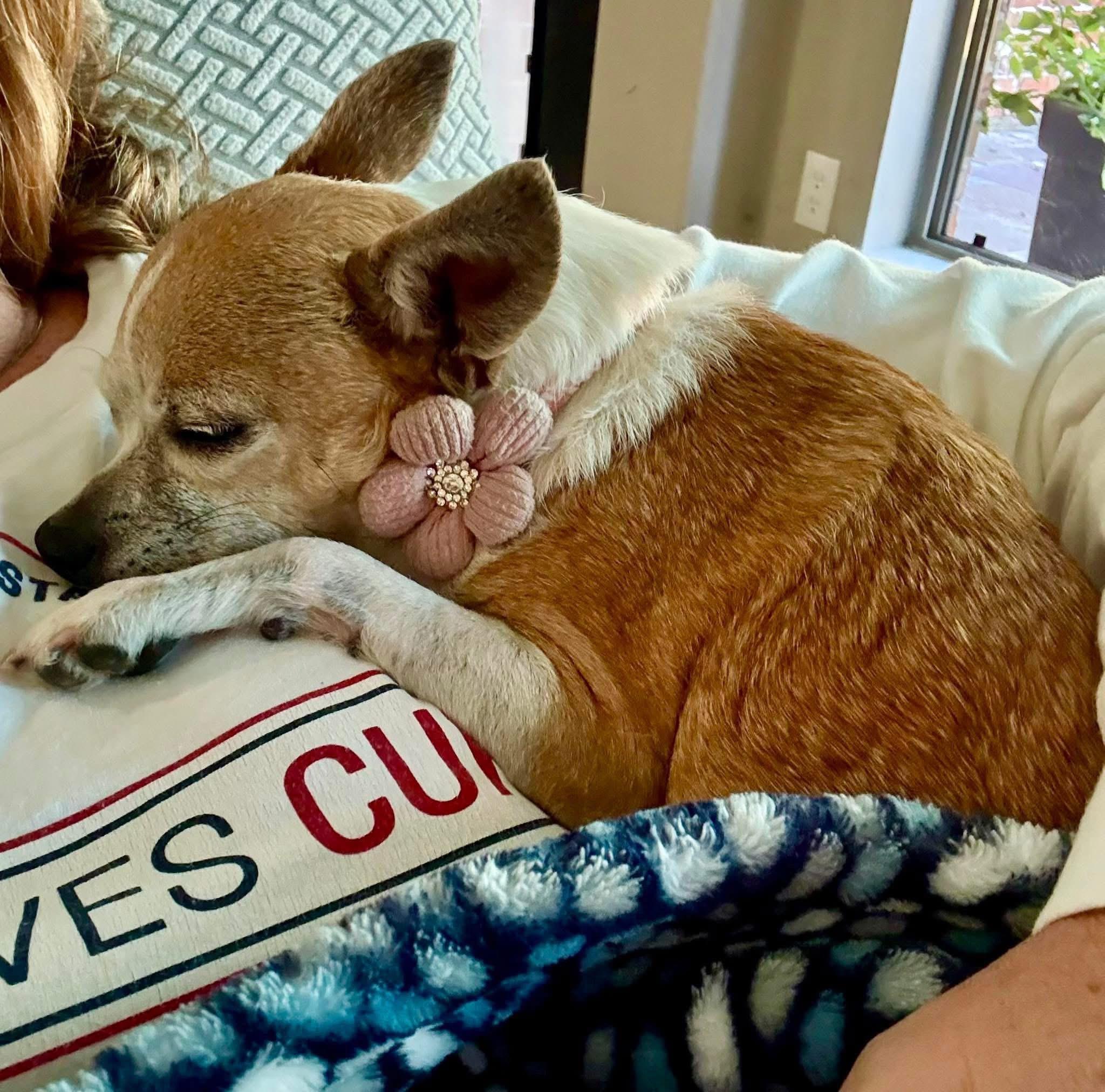 Enlarge Sadie, a Adoptable Chihuahua in Rockwall, TX image 3/4