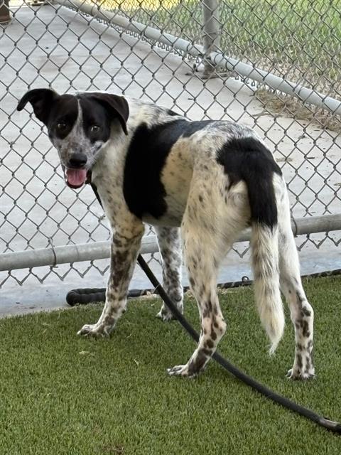 Enlarge BOONE, a Adoptable mixed breed in Baytown, TX image 1/1