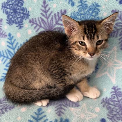 Hamm, Adoptable, Kitten Male Domestic Short Hair & Domestic Short Hair.