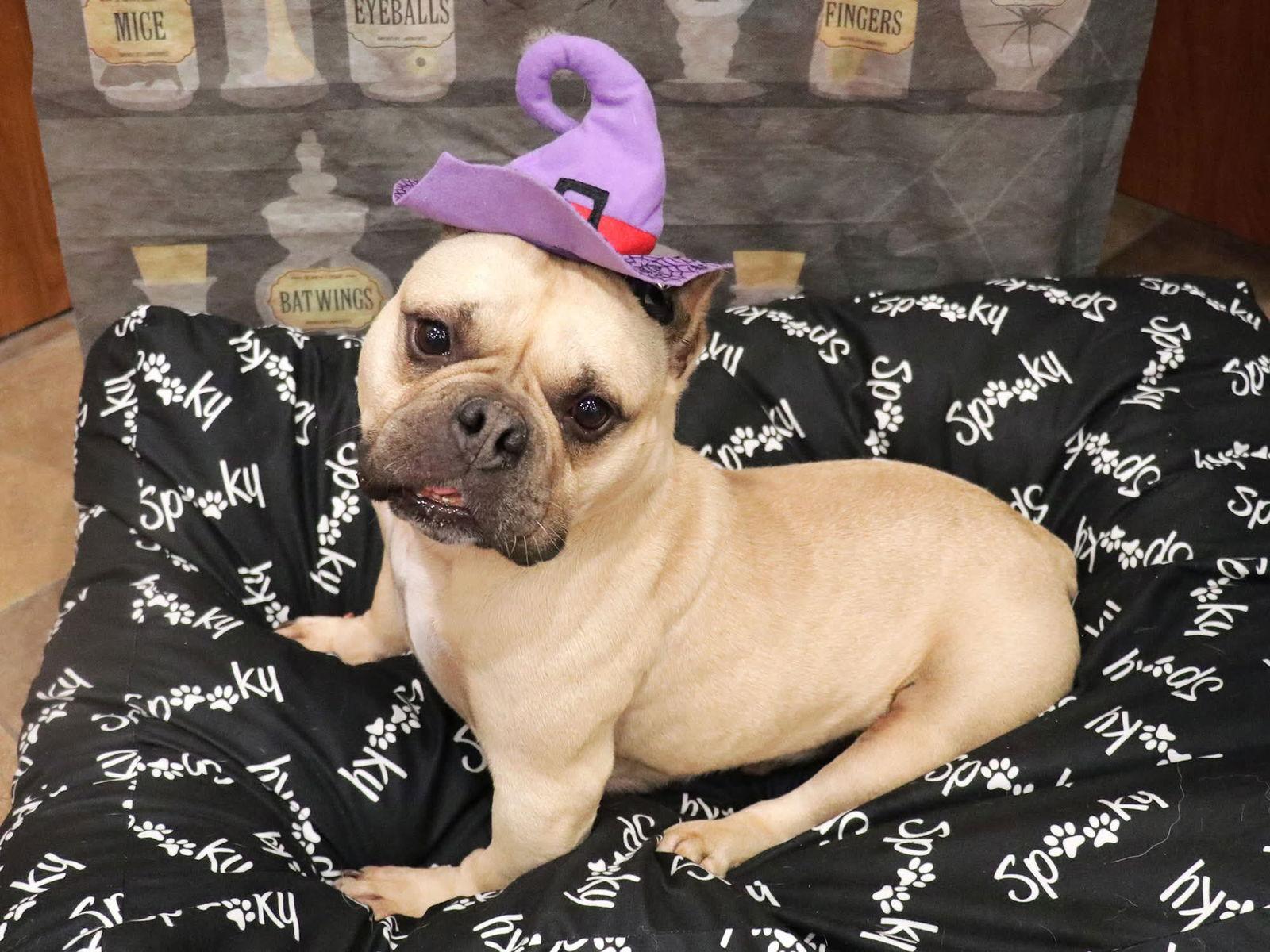 Charlotte May, Adoptable, Adult Female French Bulldog & English Bulldog.