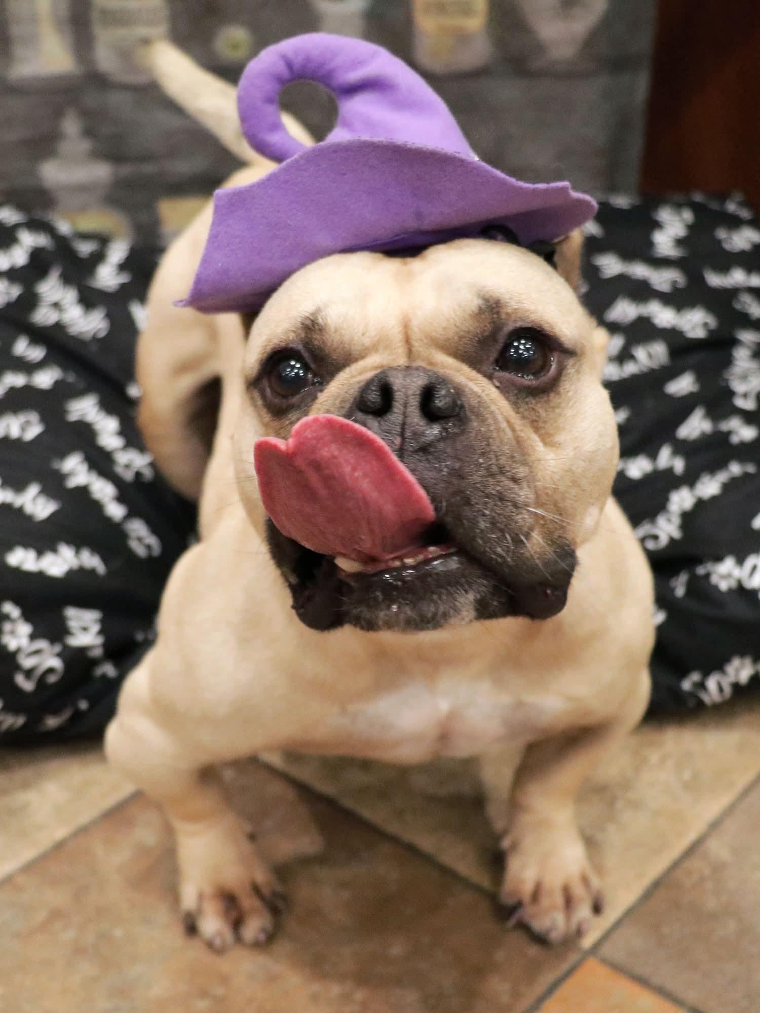 Charlotte May, a Adoptable mixed breed in Apple Valley, CA image 2/3