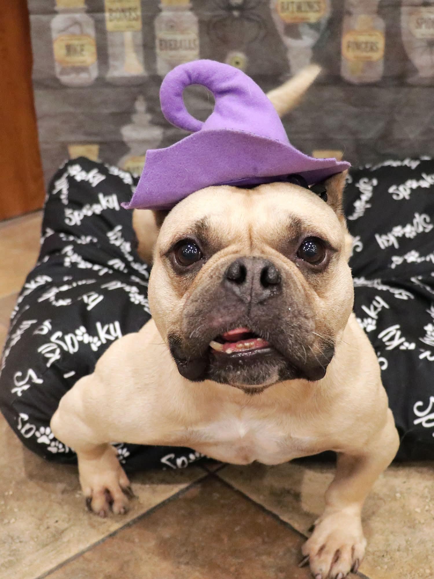 Charlotte May, a Adoptable mixed breed in Apple Valley, CA image 3/3