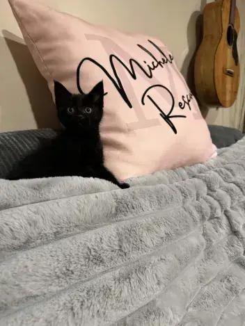 Flicker, Adoptable, Kitten Male Domestic Short Hair.