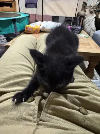 Flicker, a Adoptable Domestic Short Hair in Grand Rapids, MI image 2/6