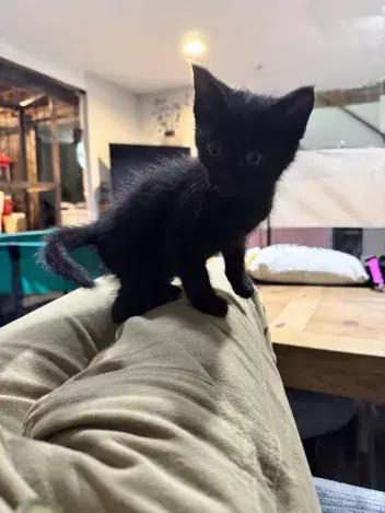 Flicker, a Adoptable Domestic Short Hair in Grand Rapids, MI image 3/6