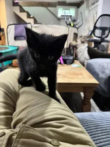 Flicker, a Adoptable Domestic Short Hair in Grand Rapids, MI image 4/6