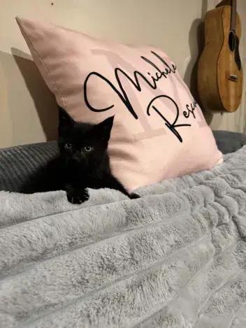 Flicker, a Adoptable Domestic Short Hair in Grand Rapids, MI image 5/6