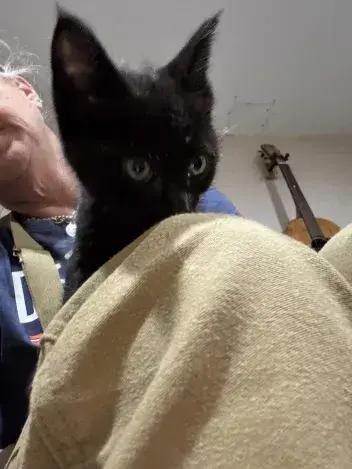 Flicker, a Adoptable Domestic Short Hair in Grand Rapids, MI image 6/6