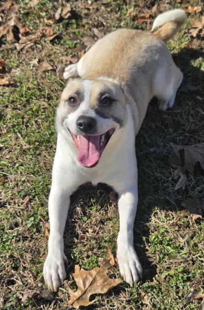 Enlarge Ash, a Adoptable mixed breed in Malvern, PA image 1/4