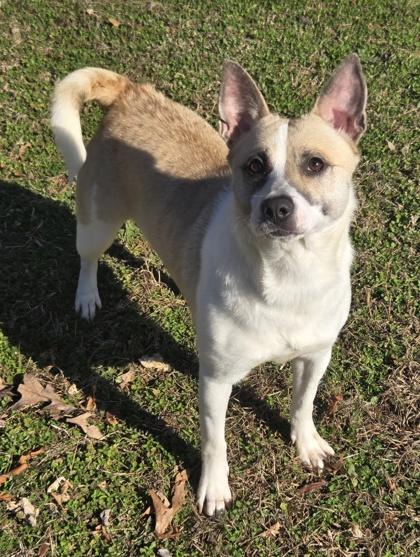 Enlarge Ash, a Adoptable mixed breed in Malvern, PA image 3/4