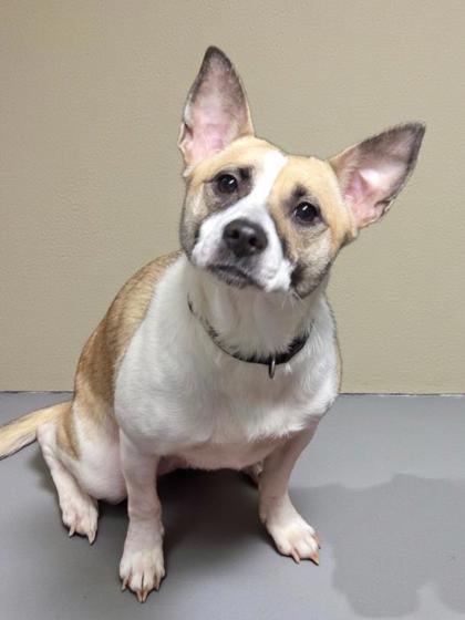 Enlarge Ash, a Adoptable mixed breed in Malvern, PA image 1/1