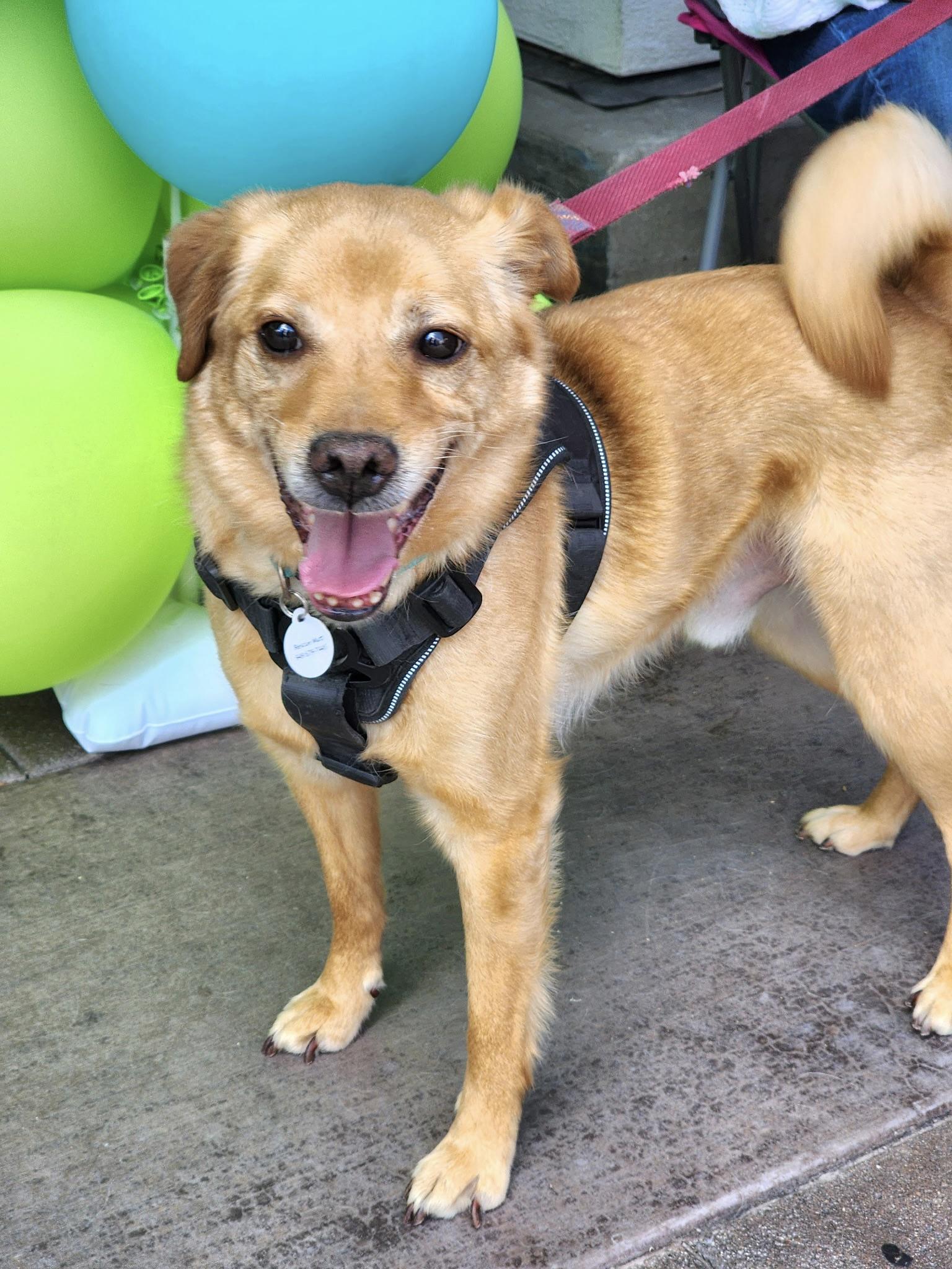 Apollo, a ADOPTABLE mixed breed in Corona Del Mar, CA image 4/5