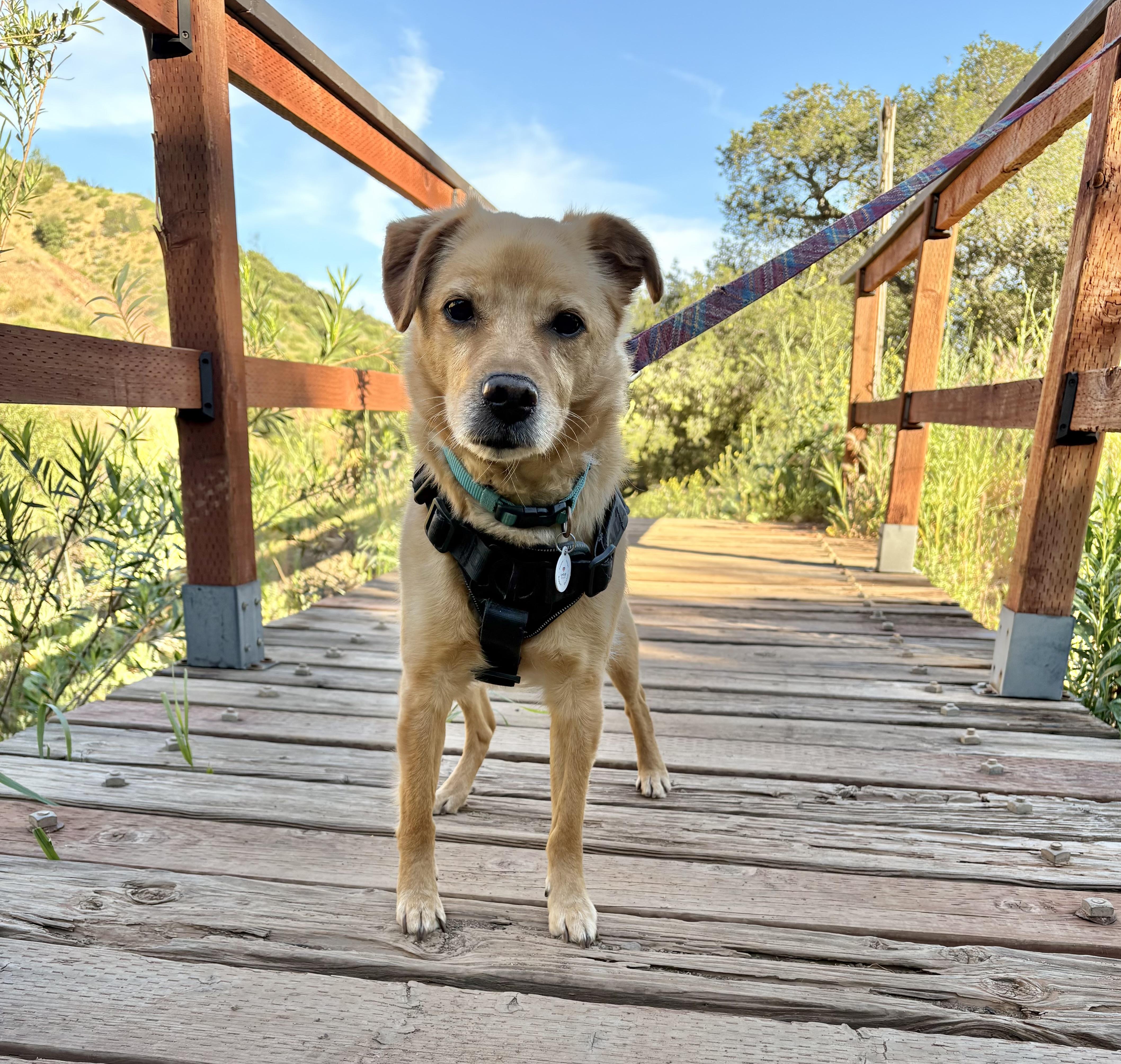 Apollo, a ADOPTABLE mixed breed in Corona Del Mar, CA image 2/5