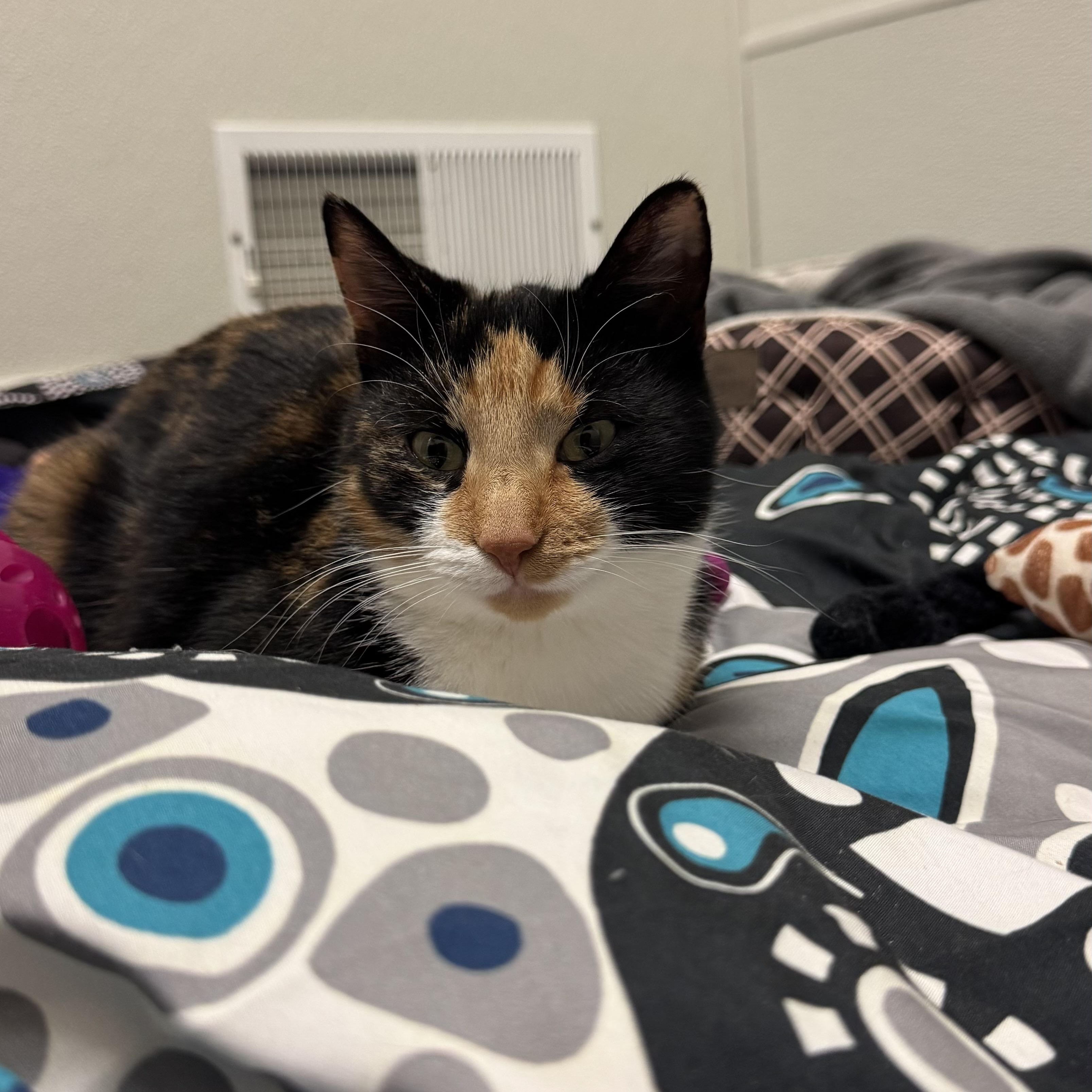 Sparkle , ADOPTABLE, Young Female Domestic Short Hair.