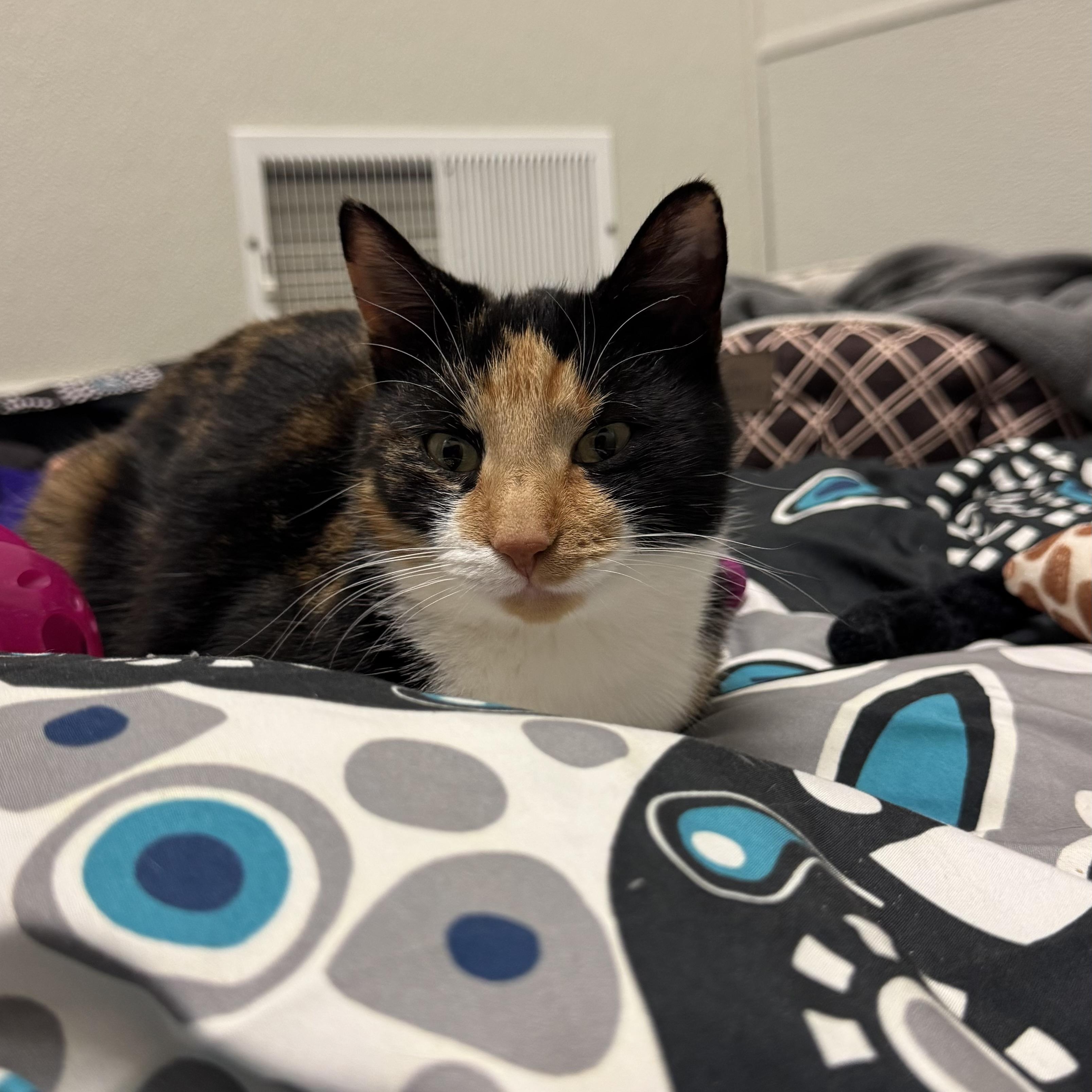 Enlarge Sparkle , a ADOPTABLE Domestic Short Hair in Fall River, MA image 2/4