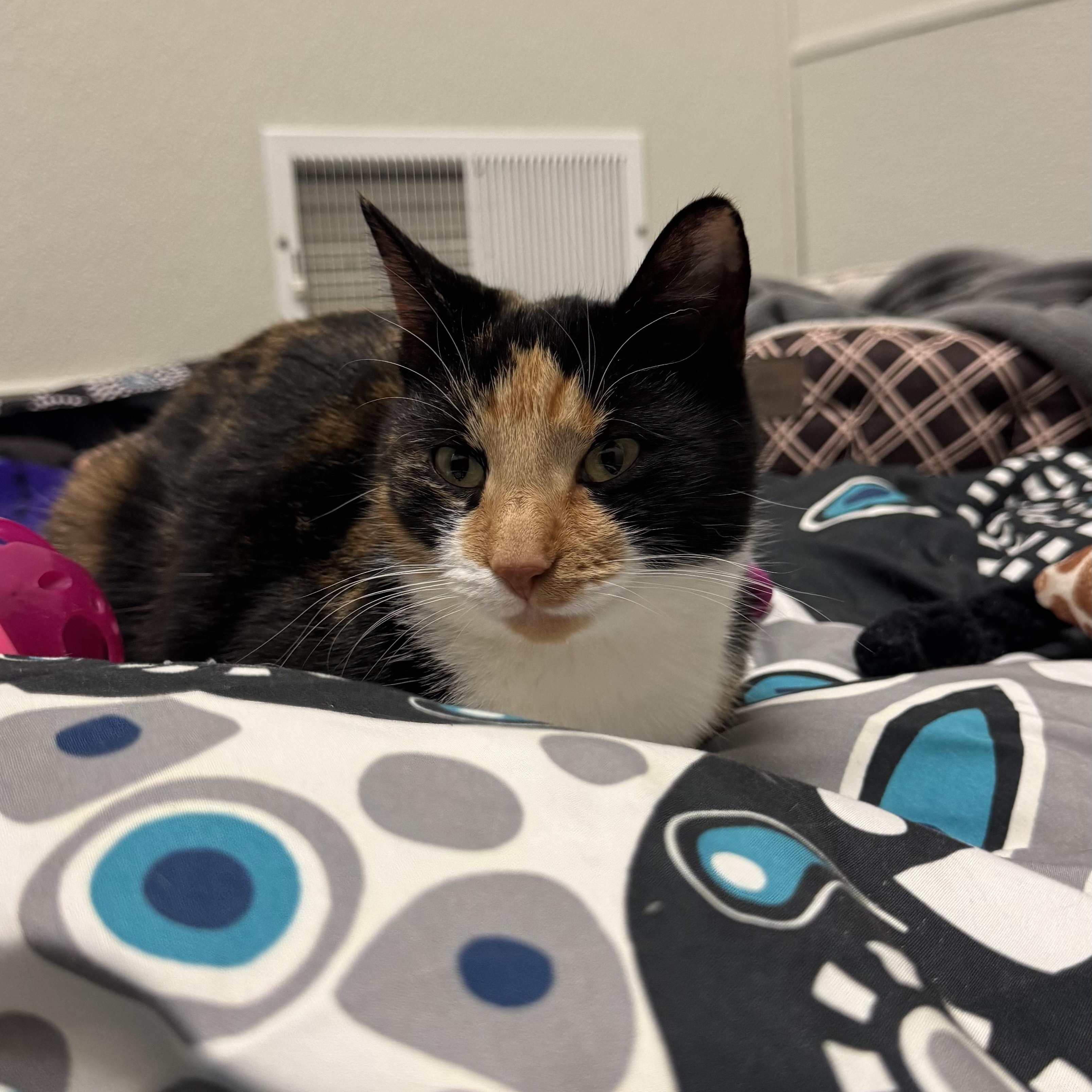 Enlarge Sparkle , a ADOPTABLE Domestic Short Hair in Fall River, MA image 3/4