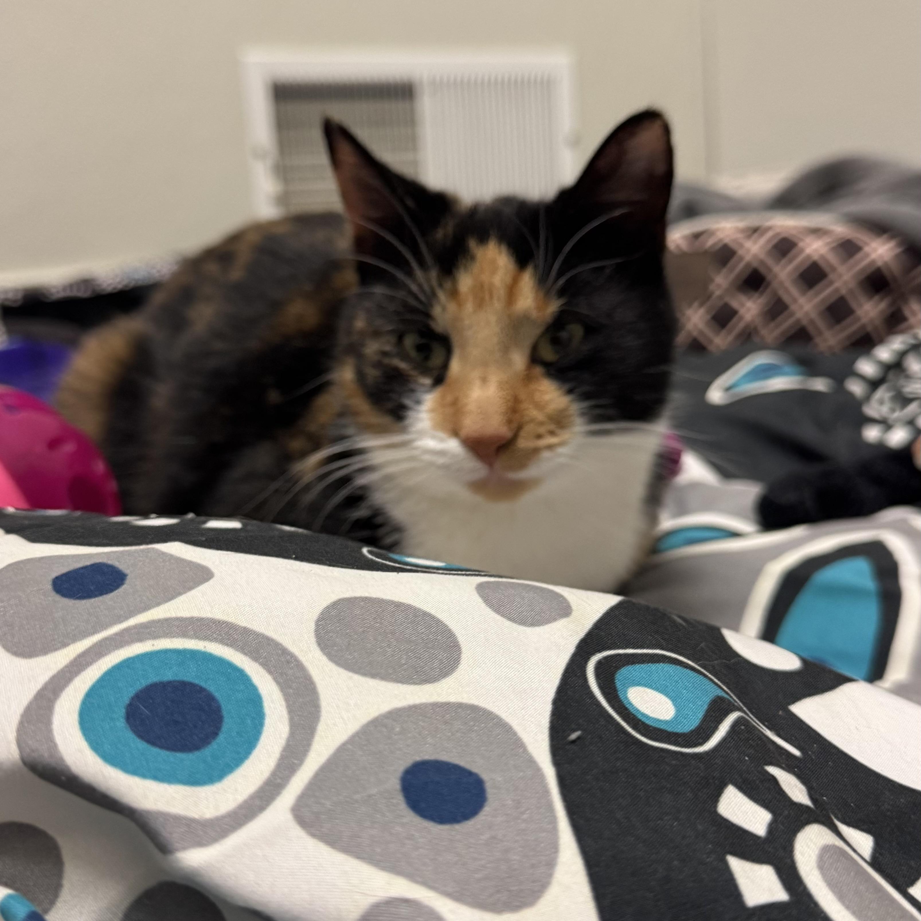 Enlarge Sparkle , a ADOPTABLE Domestic Short Hair in Fall River, MA image 4/4