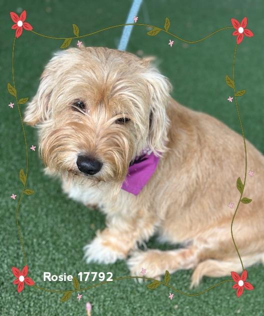 Enlarge ROSIE (see also DAISY), an adopted Scottish Terrier in Marietta, GA image 5/6