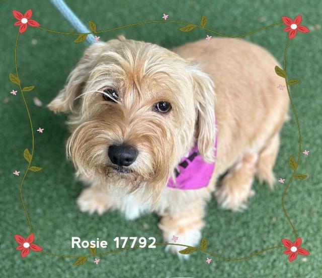 Enlarge ROSIE (see also DAISY), an adopted Scottish Terrier in Marietta, GA image 2/6