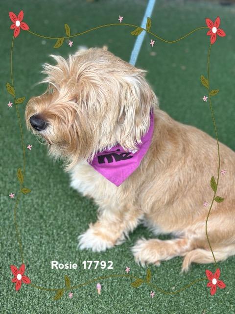 Enlarge ROSIE (see also DAISY), an adopted Scottish Terrier in Marietta, GA image 6/6