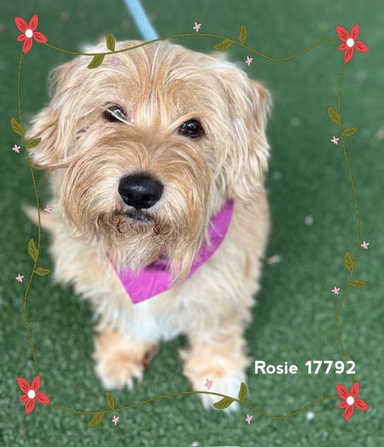 Enlarge ROSIE (see also DAISY), an adopted Scottish Terrier in Marietta, GA image 1/6