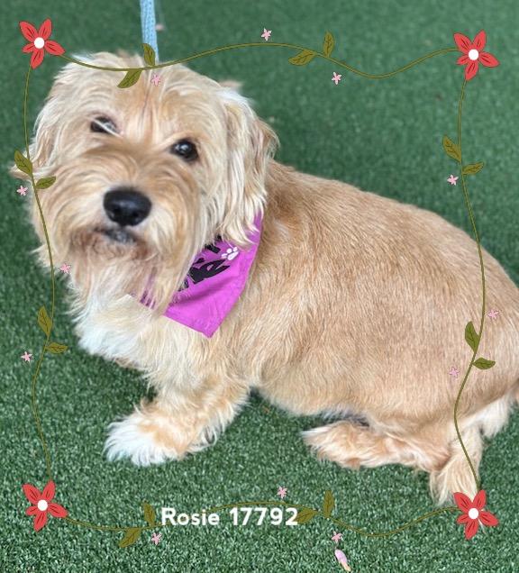 Enlarge ROSIE (see also DAISY), an adopted Scottish Terrier in Marietta, GA image 4/6