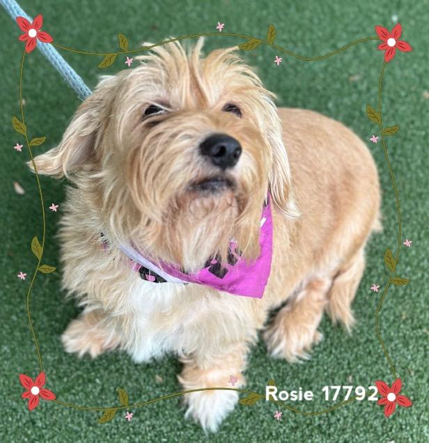 Enlarge ROSIE (see also DAISY), an adopted Scottish Terrier in Marietta, GA image 3/6