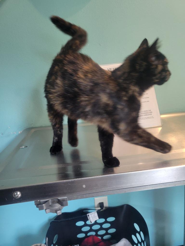 Enlarge AA2 Jolene / AA1 Dolly, a Adoptable mixed breed in Ashland, WI image 1/1