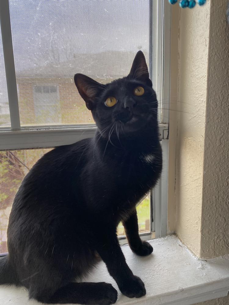 Louis, Adoptable, Young Male Domestic Short Hair & Domestic Short Hair.