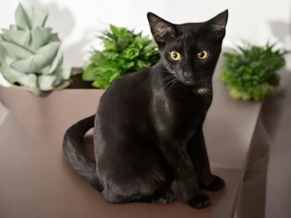 Louis, a Adoptable mixed breed in Dallas, TX image 2/3