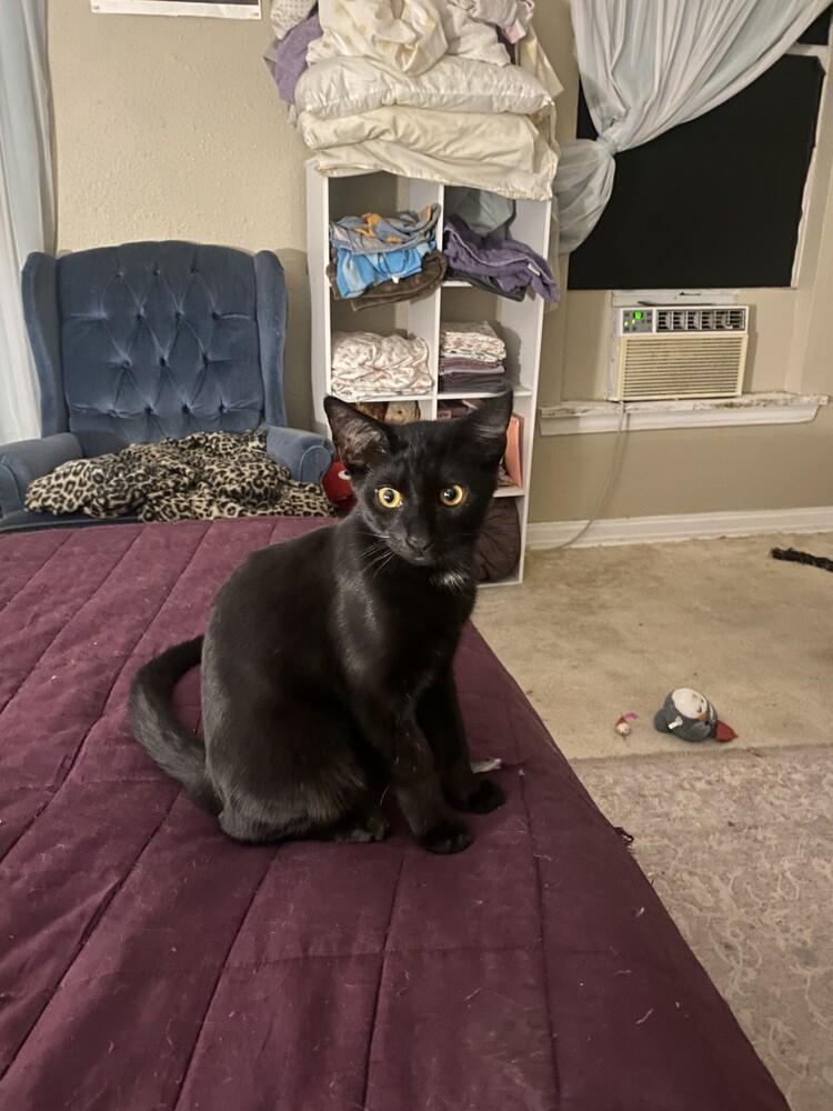 Louis, a Adoptable mixed breed in Dallas, TX image 3/3