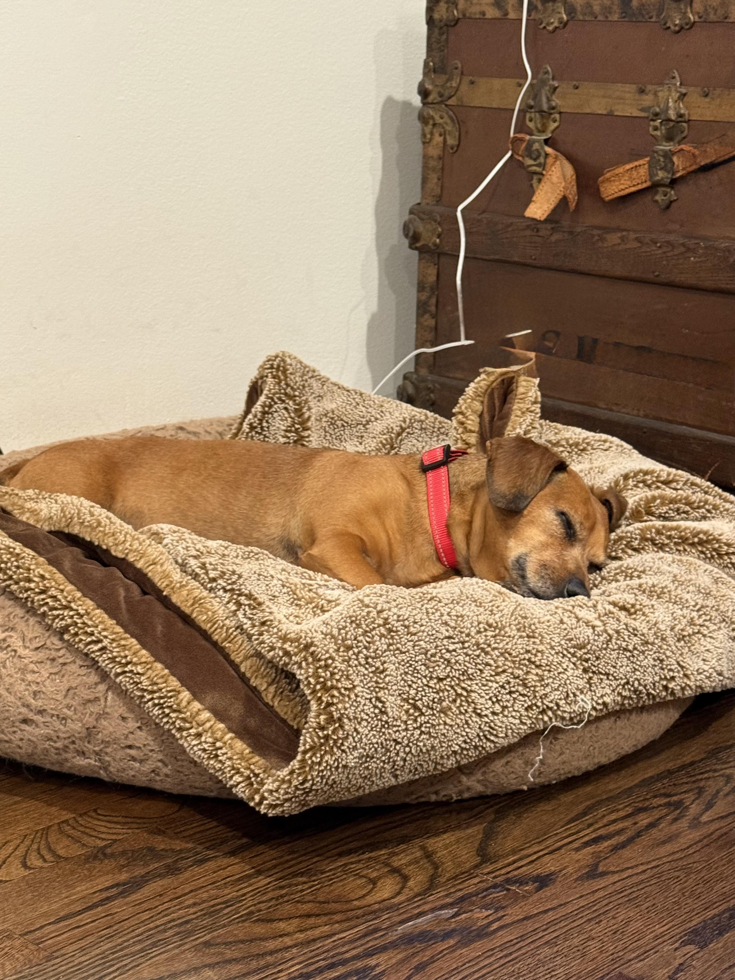 Enlarge Mr Peanut, a ADOPTABLE mixed breed in Burbank, CA image 3/5