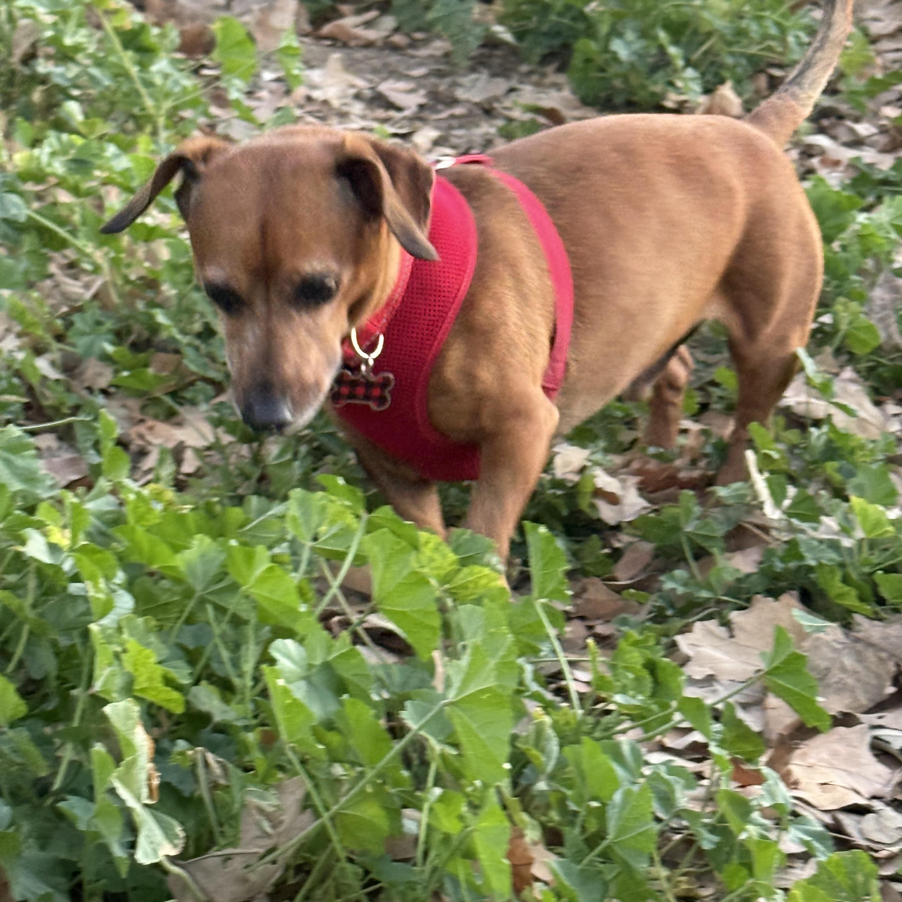 Enlarge Mr Peanut, a ADOPTABLE mixed breed in Burbank, CA image 4/5