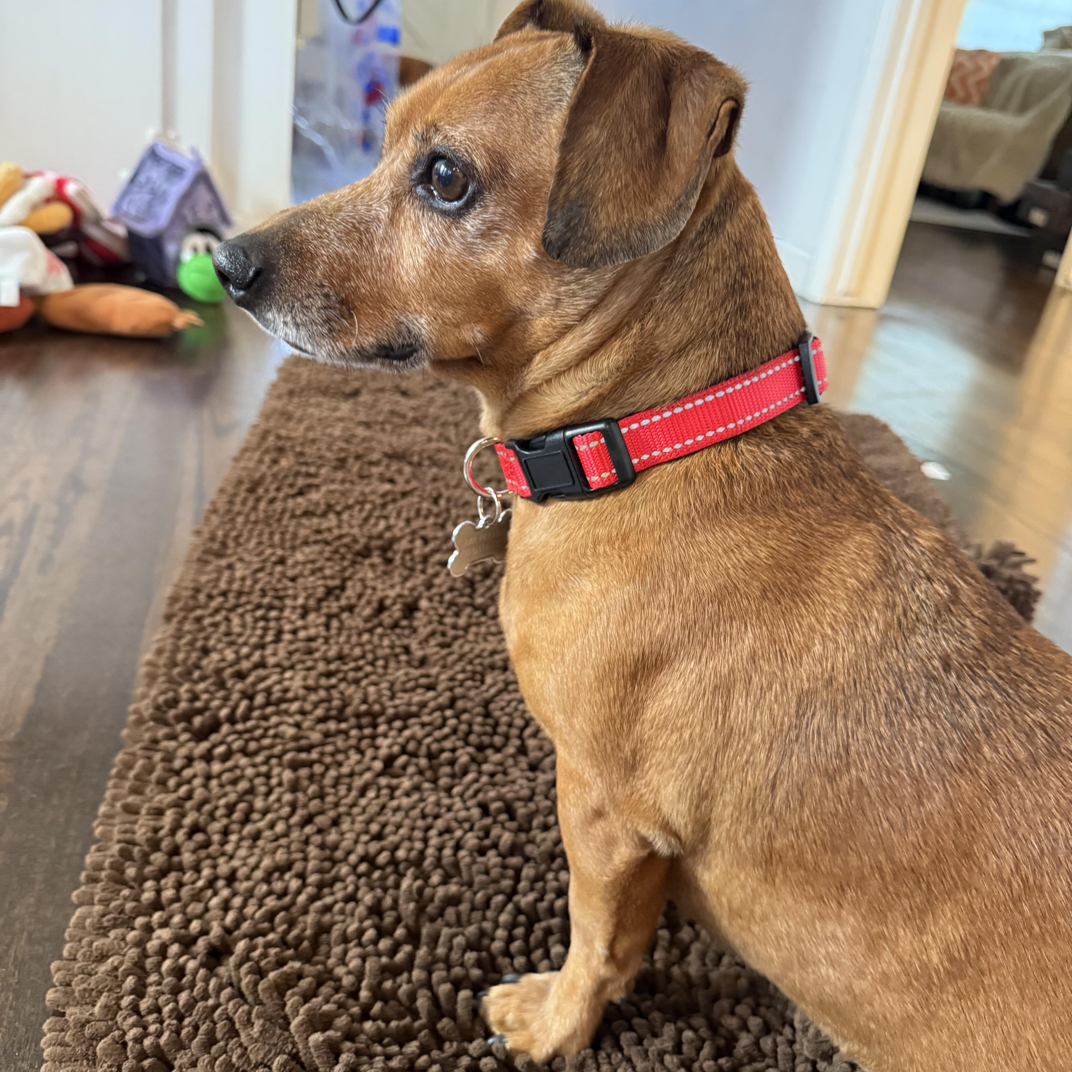 Mr Peanut, ADOPTABLE, Adult Male Dachshund.