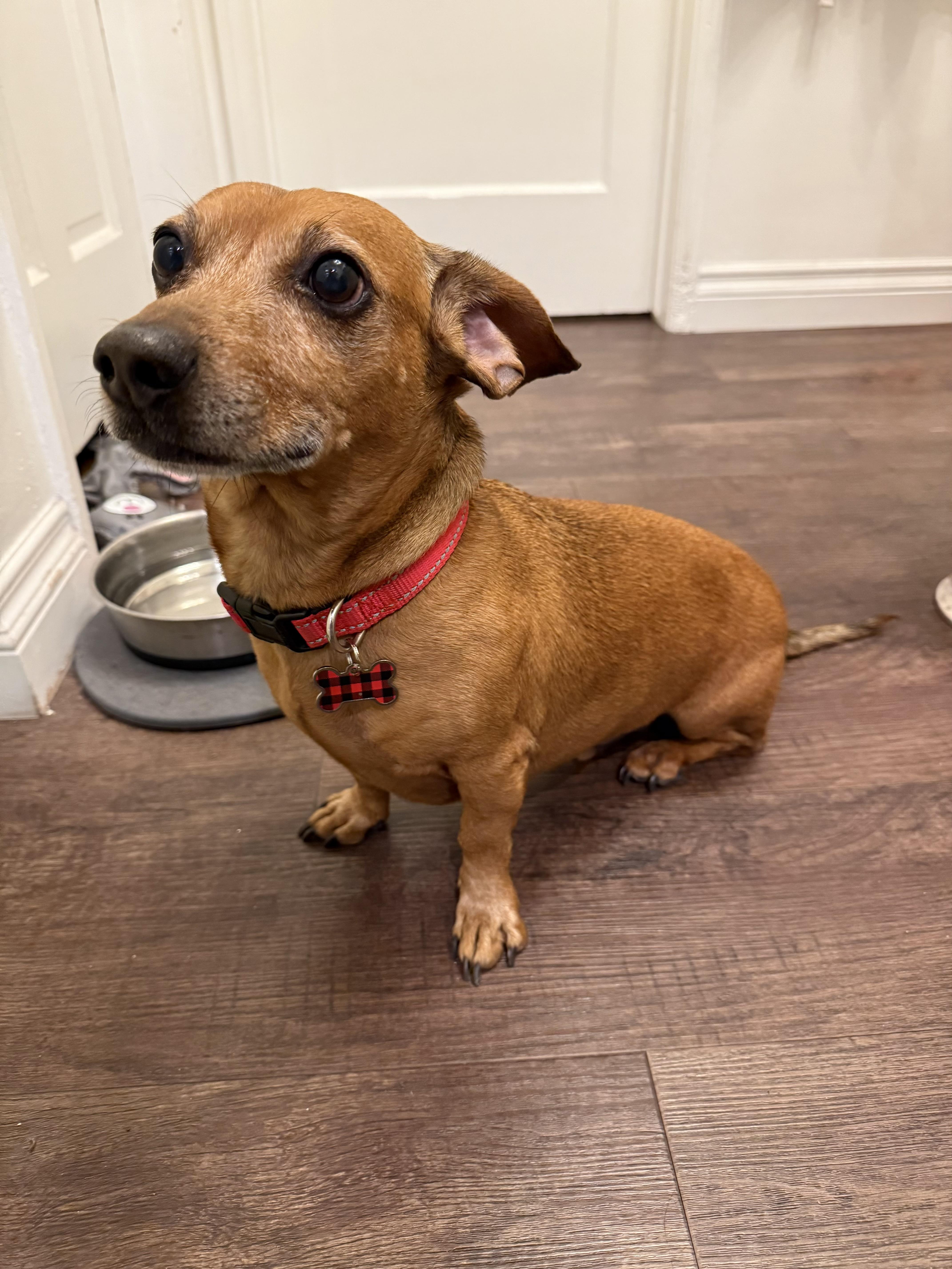 Enlarge Mr Peanut, a ADOPTABLE mixed breed in Burbank, CA image 2/5