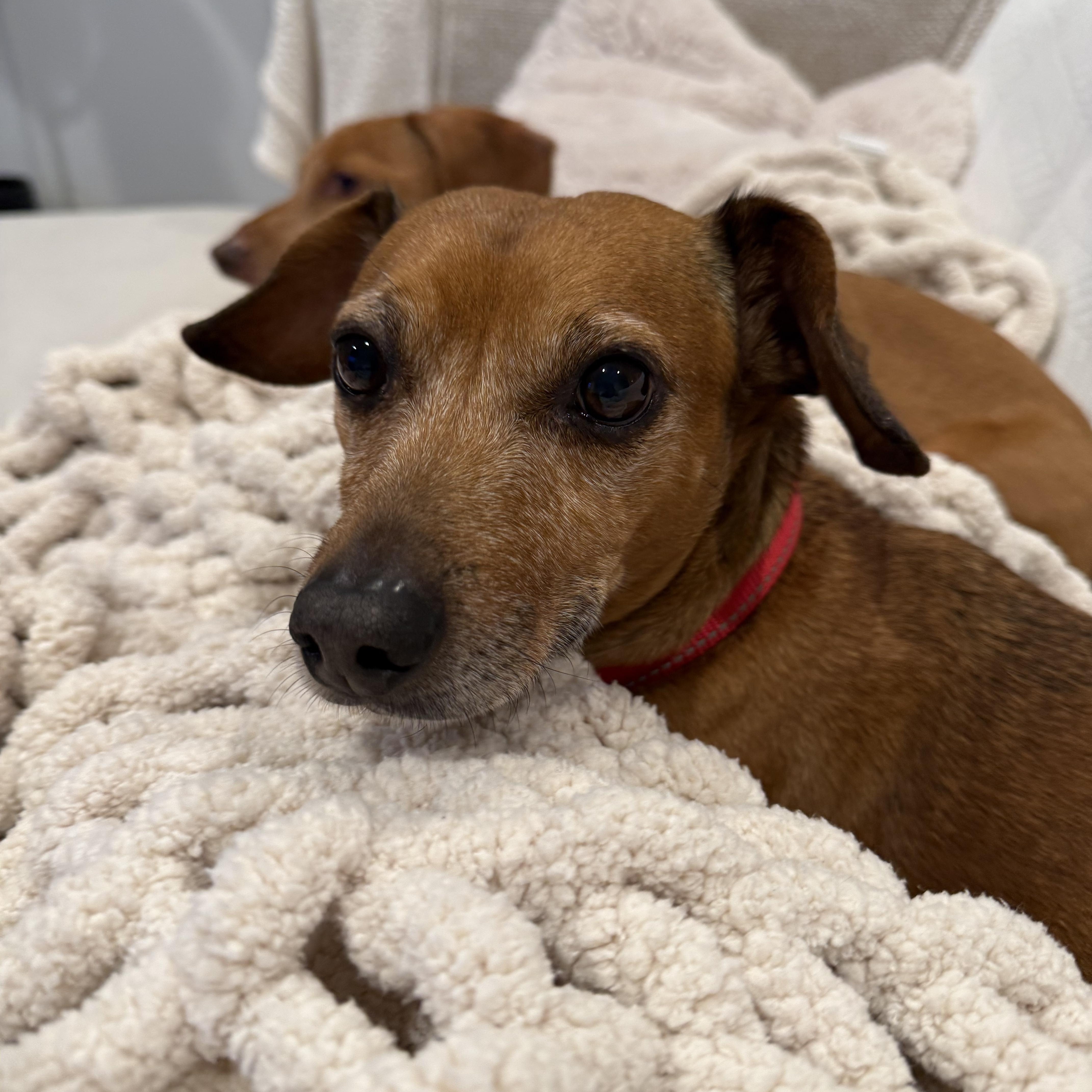 Enlarge Mr Peanut, a ADOPTABLE mixed breed in Burbank, CA image 5/5