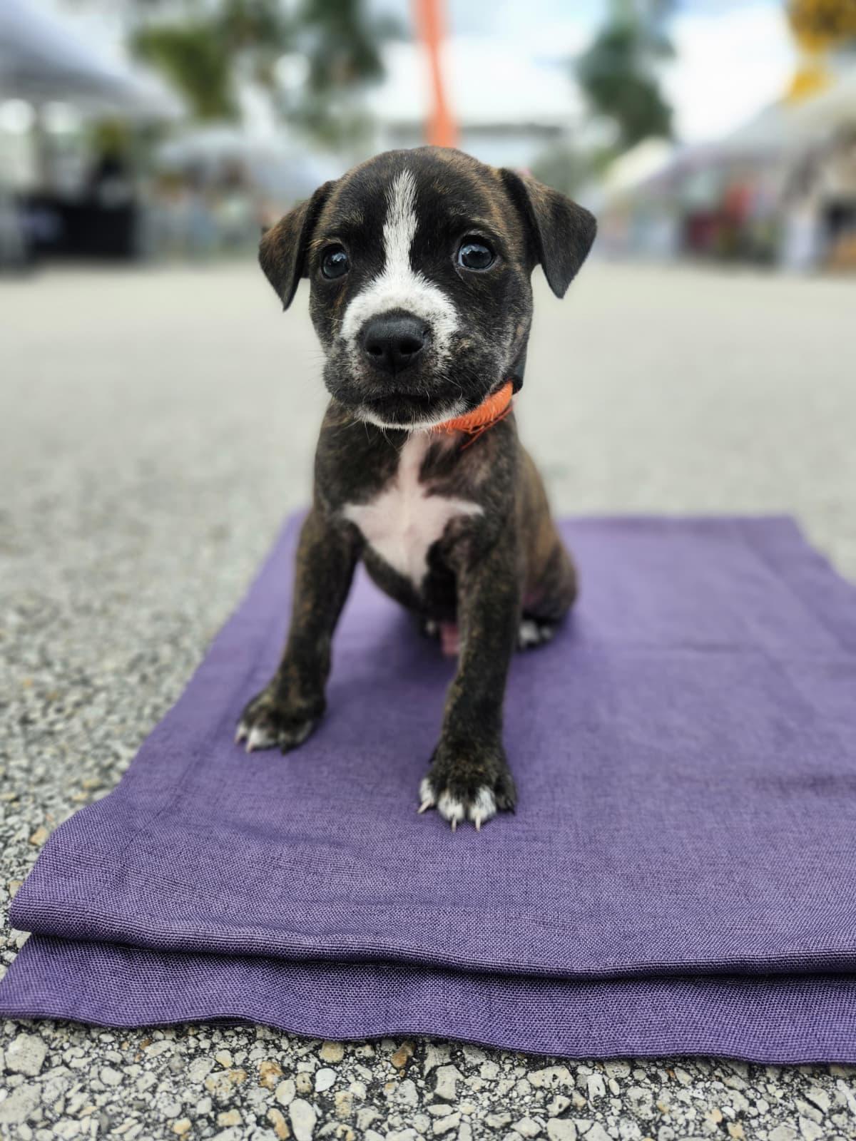 Enlarge Drumstick, a Adoptable mixed breed in Gainesville, FL image 3/3