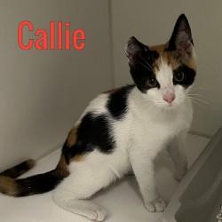 Callie, adopted, Young Female Domestic Short Hair.