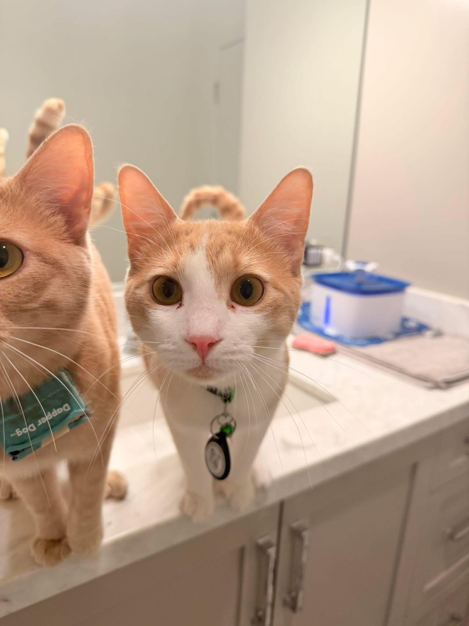 Enlarge Julio Iglesias, a ADOPTABLE mixed breed in Las Vegas, NV image 2/3