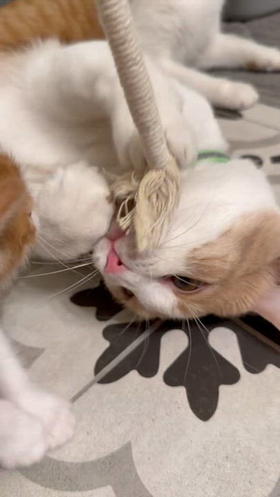 Enlarge Julio Iglesias, a ADOPTABLE mixed breed in Las Vegas, NV video 3/3