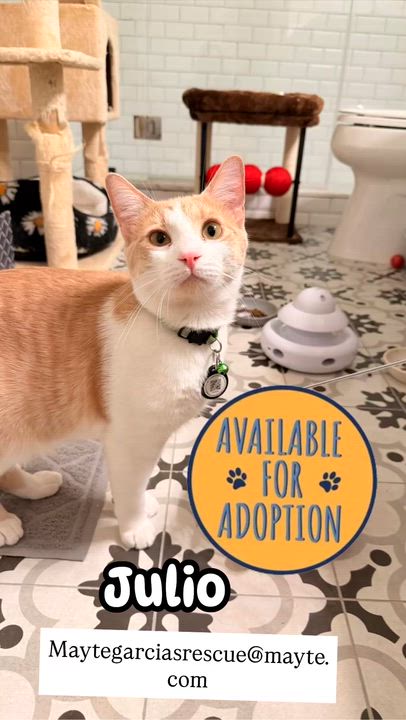 Enlarge Julio Iglesias, a ADOPTABLE mixed breed in Las Vegas, NV video 1/3