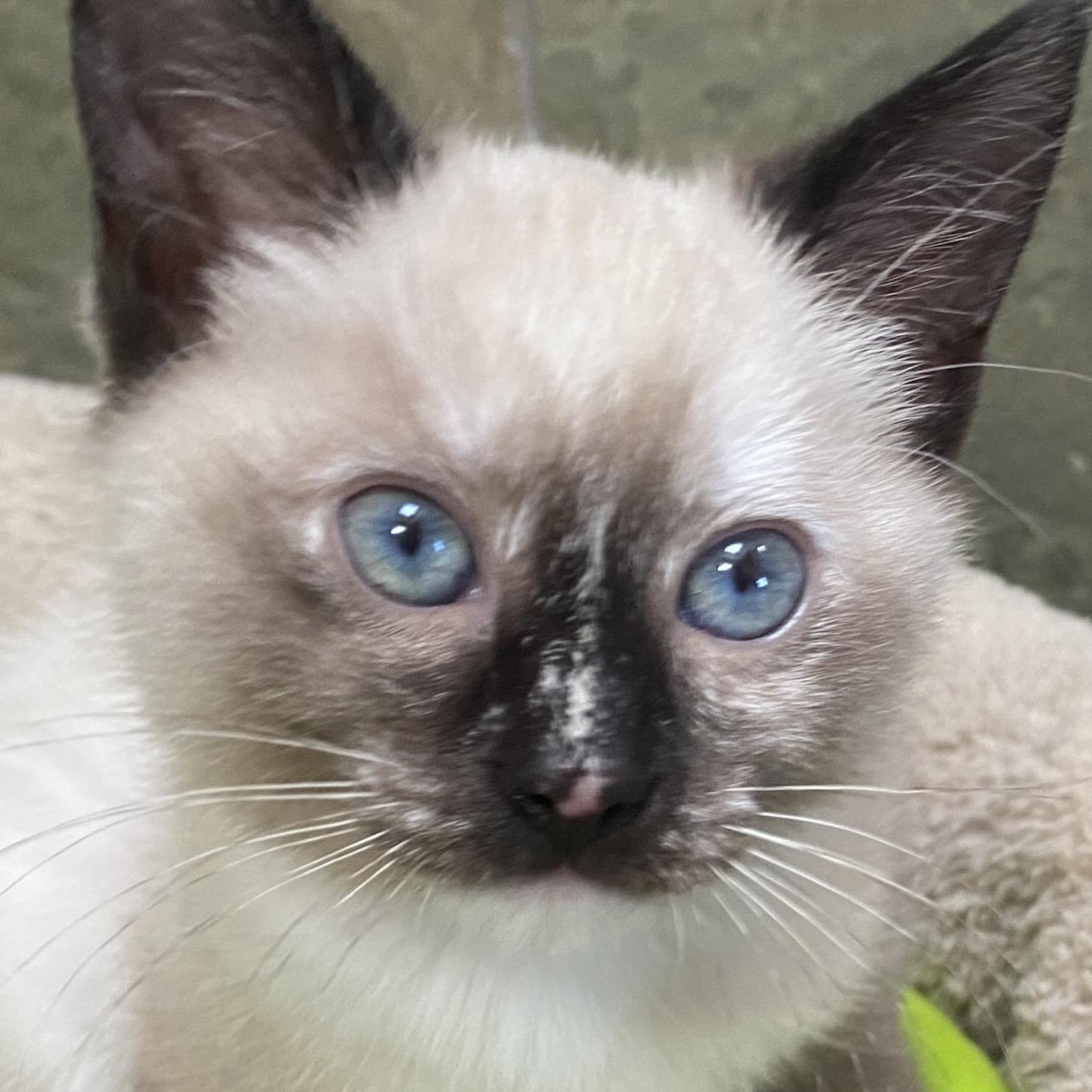 Pad Thai, Adopted, Young Female Domestic Short Hair & Siamese.